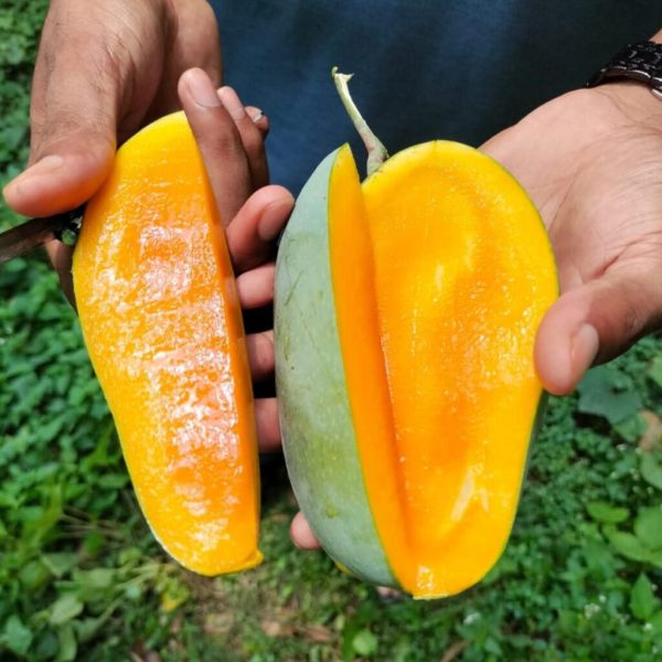 নাক ফজলি । Nak Fazli