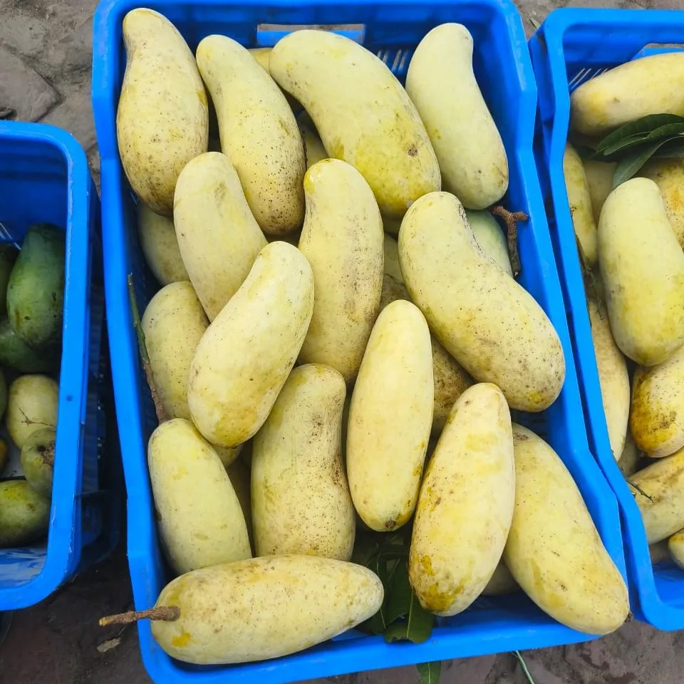 ব্যানানা আম | Banana Mango