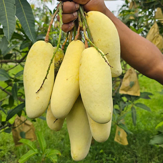 ব্যানানা আম | Banana Mango