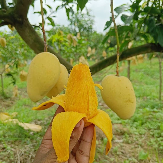 কাটিমন | Katimon Mango