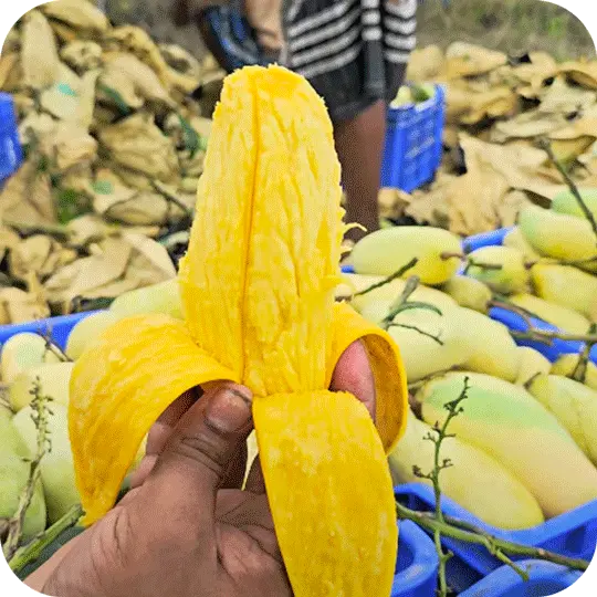 ব্যানানা আম | Banana Mango