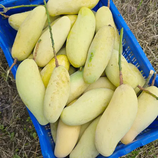 ব্যানানা আম | Banana Mango