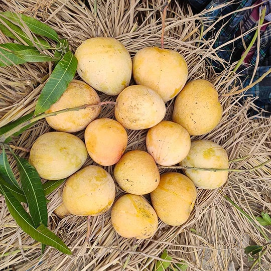 বারি-৪ | Bari-4