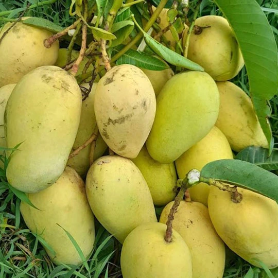 কাটিমন | Katimon Mango