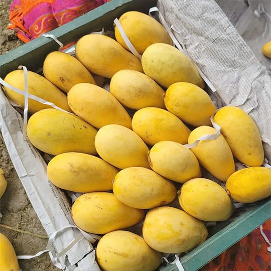গাছ পাকা কাটিমন আম