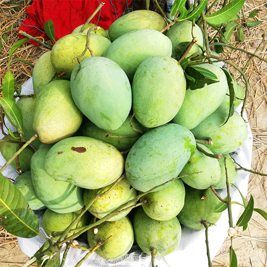 ফজলি আম । Fazli