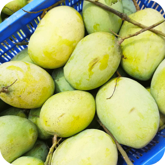 সুরমা ফজলি । Surma Fozli