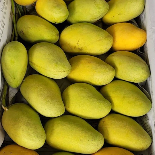 কাটিমন | Katimon Mango