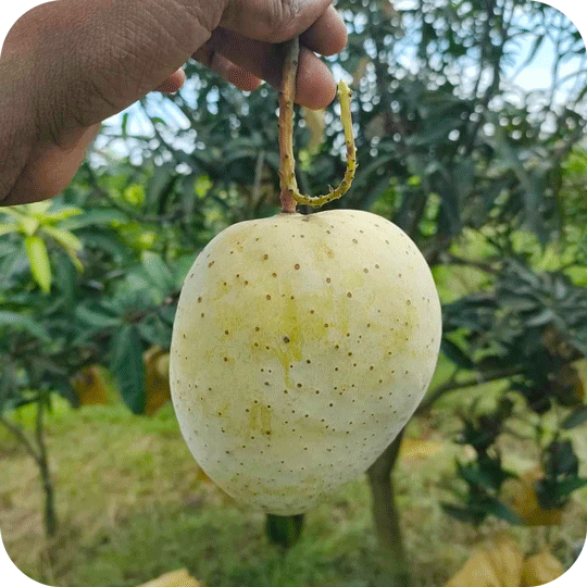 গৌড়মতি | Gouromoti