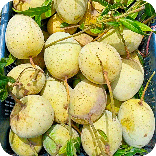গৌড়মতি | Gouromoti