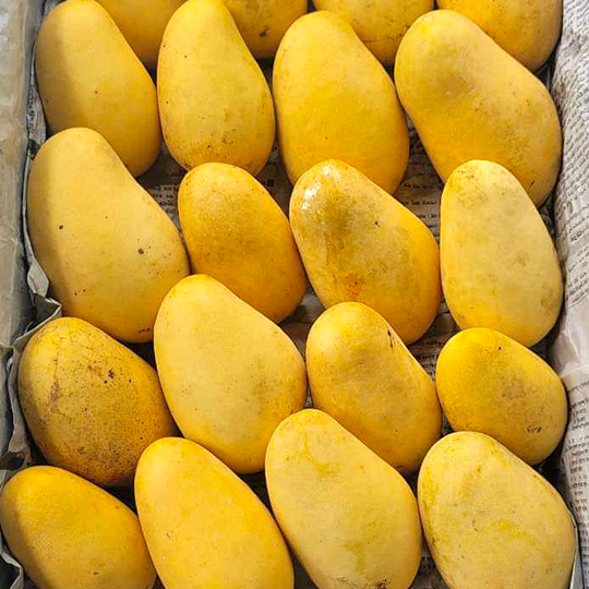 ব্যাগিং আম্রপালি