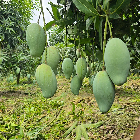 আম্রপালি | Amrapali