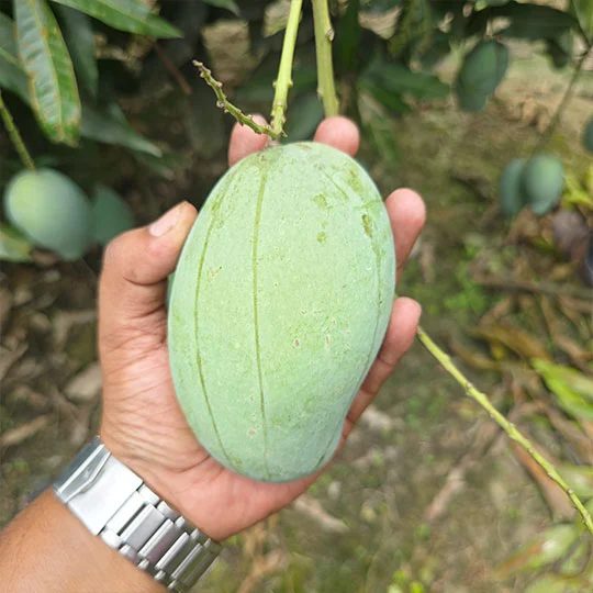 আম্রপালি | Amrapali
